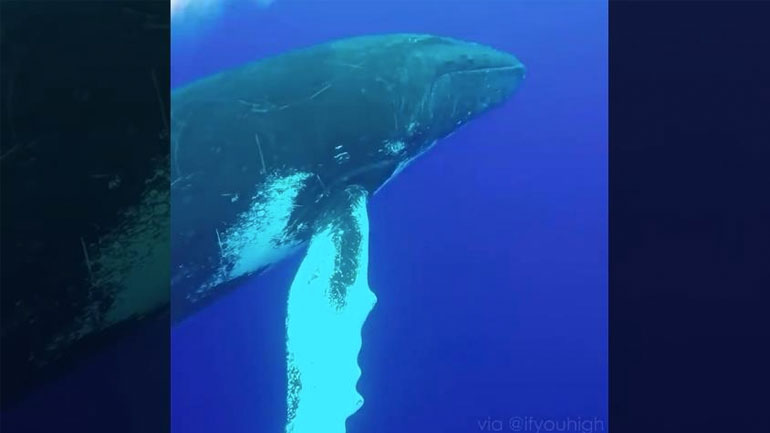 Φάλαινα πηδά έξω από το νερό