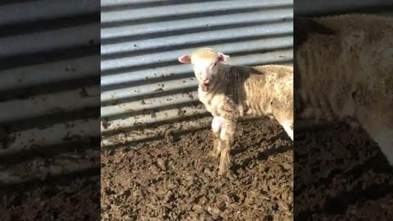 Ένα μικρό πρόβατο βελάζει πολύ αστεία