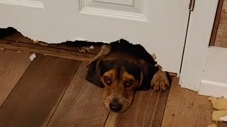 Σκύλος προσπάθησε να φτιάξει το δικό του… πορτάκι