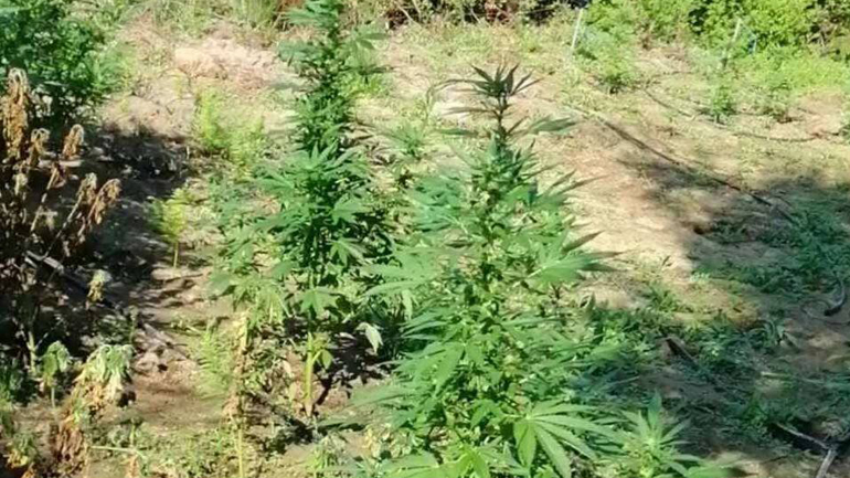 Η αστυνομία εντόπισε μεγάλη φυτεία κάνναβης σε δάσος της Τριφυλίας Μεσσηνίας