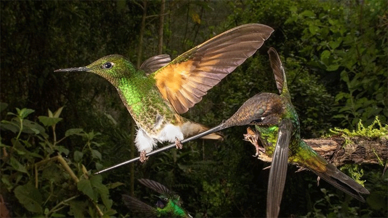 Διεθνής διαγωνισμός Bird Photographer of the Year