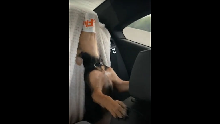 Σκύλος δεν αποχωρίζεται το κυπελλάκι με το γλυκό