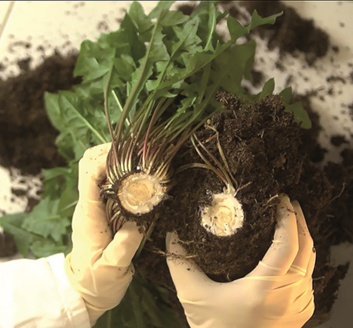 Οι ρίζες της πικραλίδας η αλλιώς ρωσικό ραδίκι χρησιμοποιούνται στην παραγωγή και κατασκευή ελαστικών.