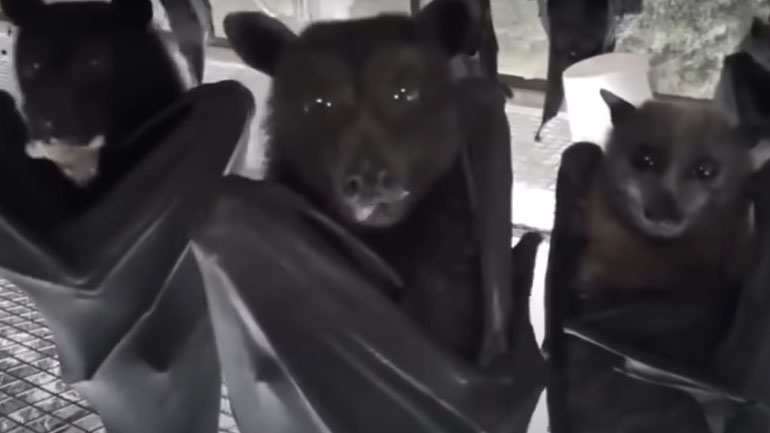 Μια ντίσκο για νυχτερίδες