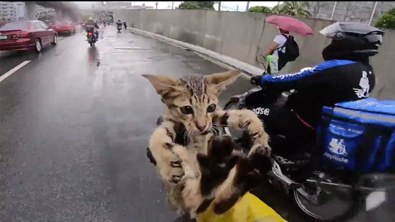 Μοτοσικλετιστής σώζει γατάκι από κεντρικό δρόμο