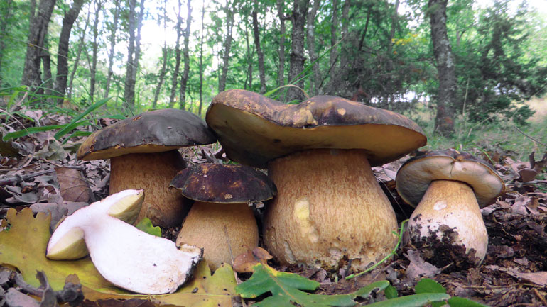 Δυτική Μακεδονία: Πρωτοφανής η φετινή καρποφορία αυτοφυών μανιταριών