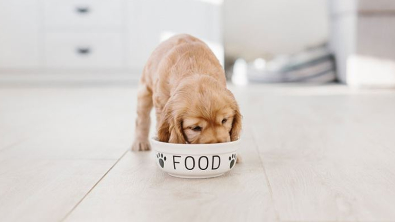 Ποια είναι η κατάλληλη διατροφή για κουτάβια;