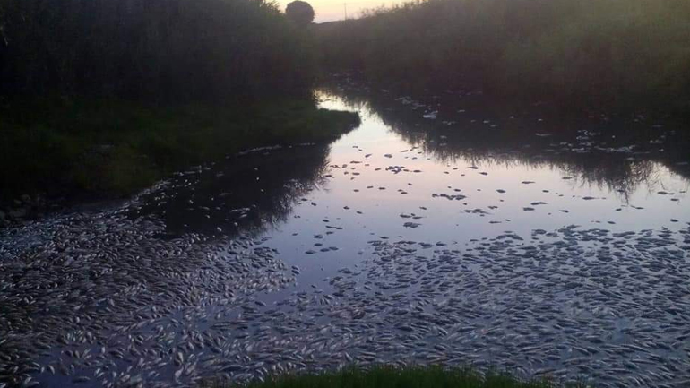 Θράκη: Εκατοντάδες νεκρά ψάρια στον ποταμό Κομψάτο
