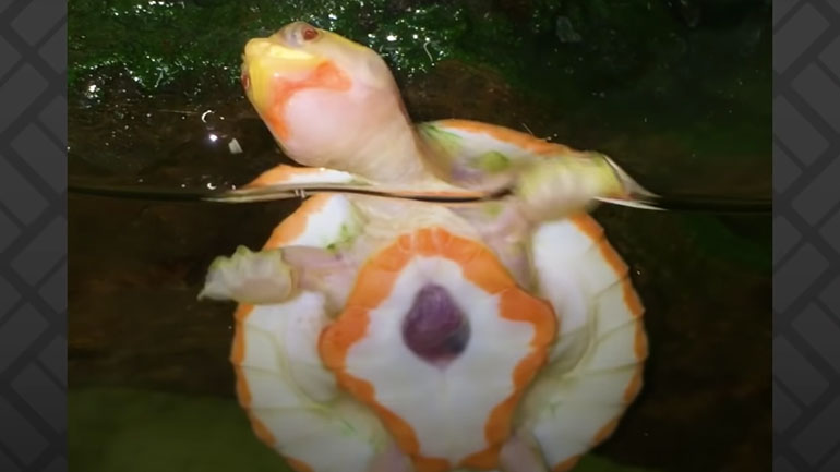 Χελωνάκι γεννήθηκε με την καρδιά έξω από το καβούκι