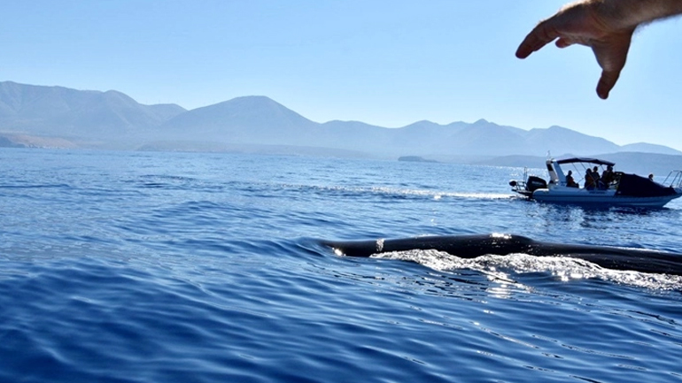 Σπάνιο θέαμα με τεράστια φάλαινα ανοιχτά της Μάνης!