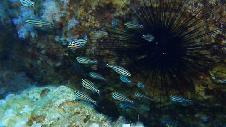 Πρώτη καταγραφή στην Ελλάδα νέου ξενικού είδους ψαριού ανοιχτά της Ρόδου