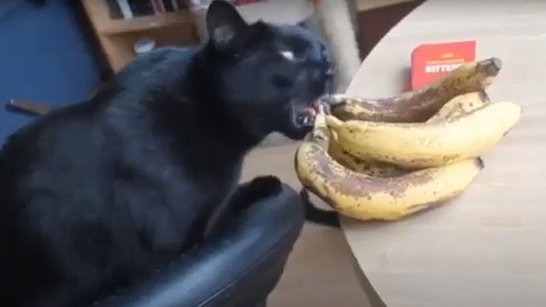 Η πιο άτακτη γάτα του κόσμου