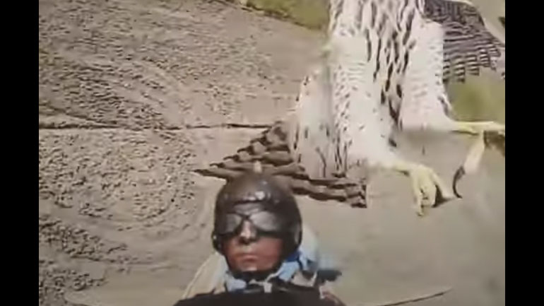 Γεράκι επιτίθεται σε τηλεκατευθυνόμενο αεροπλάνο