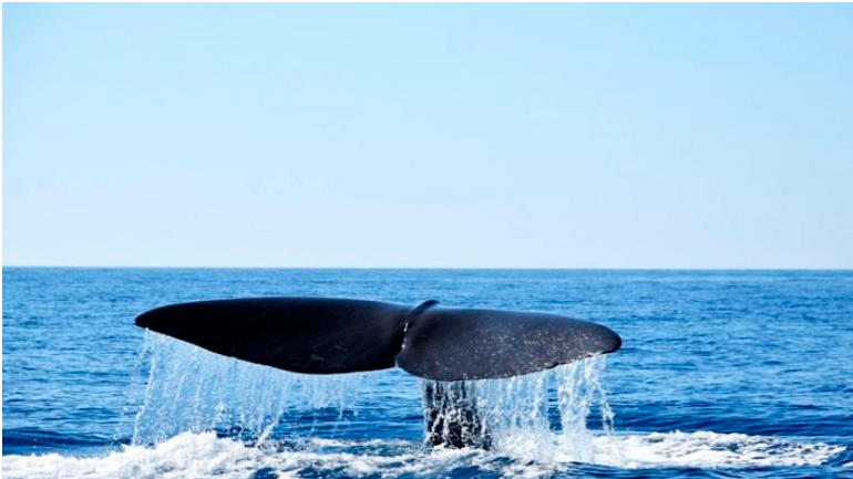 Φάλαινα φυσητήρας 20 μέτρων με όρεξη για παιχνίδια εμφανίστηκε στη Μάνη