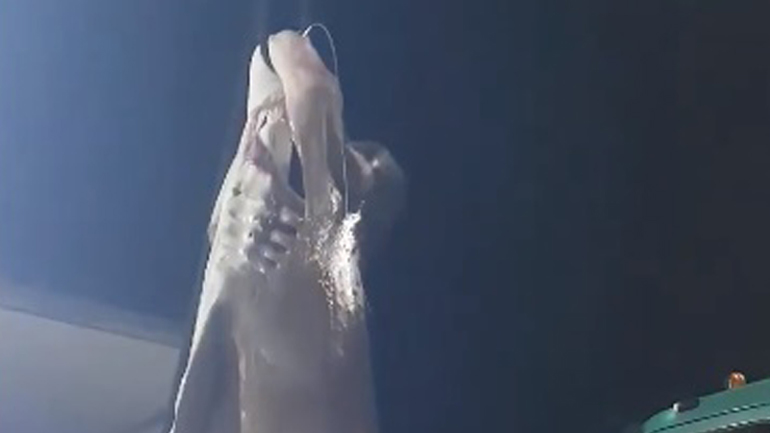 Αλίευσαν καρχαρία 6 μέτρων στη Σκόπελο