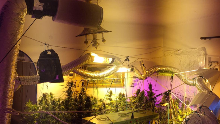 Εξαρθρώθηκε κύκλωμα που καλλιεργούσε δενδρύλλια κάνναβης και διακινούσε ναρκωτικά σε Αττική και Μύκονο