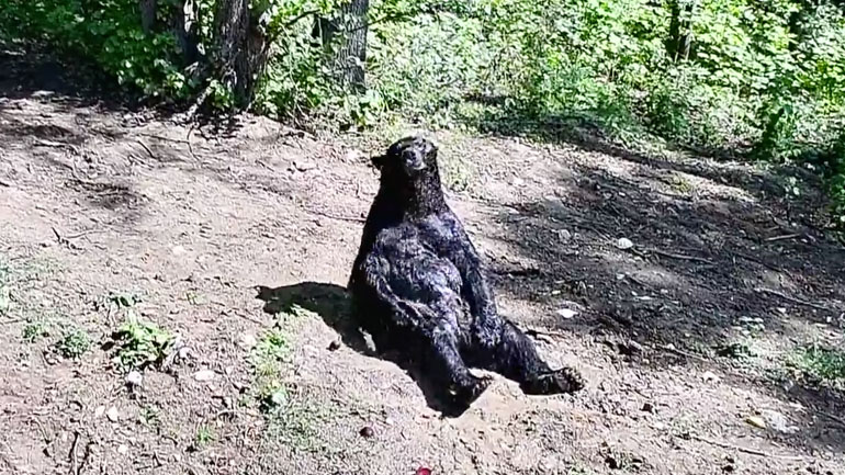 Αρκούδα παίρνει το μπάνιο της 