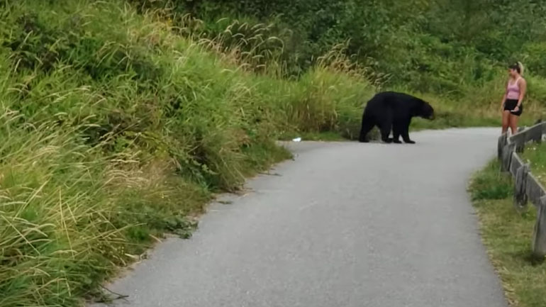 Αρκούδα vs δρομέας