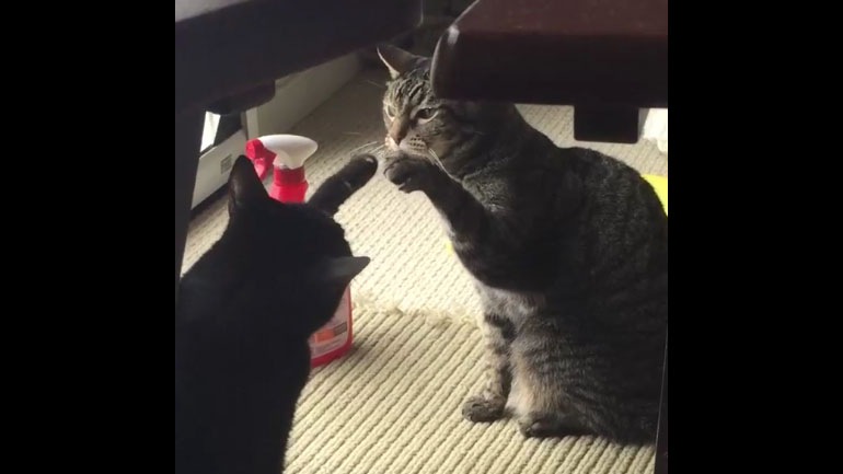 Δυο γάτες παλεύουν με περίεργο τρόπο