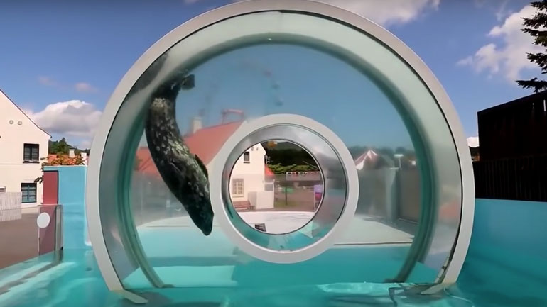 Η φώκια κάνει κύκλους