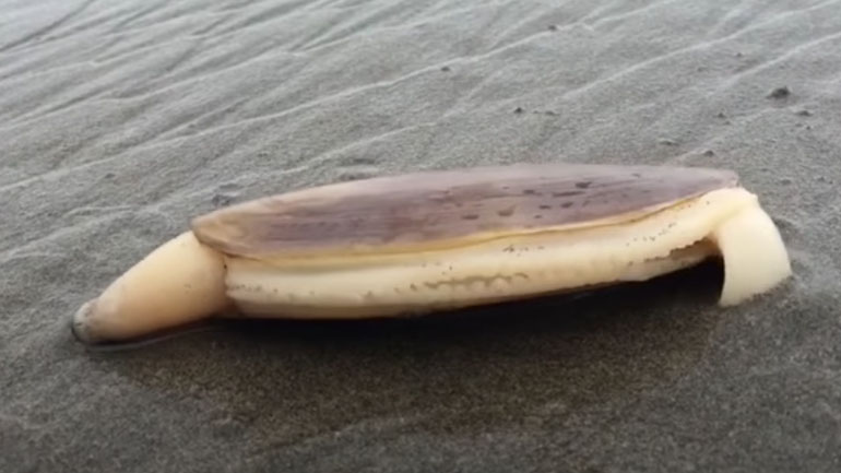 Ένα μύδι σκάβει στην άμμο