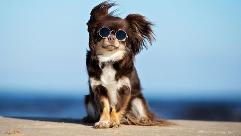 Ποιες εξετάσεις πρέπει να κάνει ο σκύλος μας μετά το καλοκαίρι;