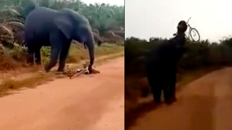 Ελέφαντας επιτίθεται σε άνδρα και του κλέβει το ποδήλατο