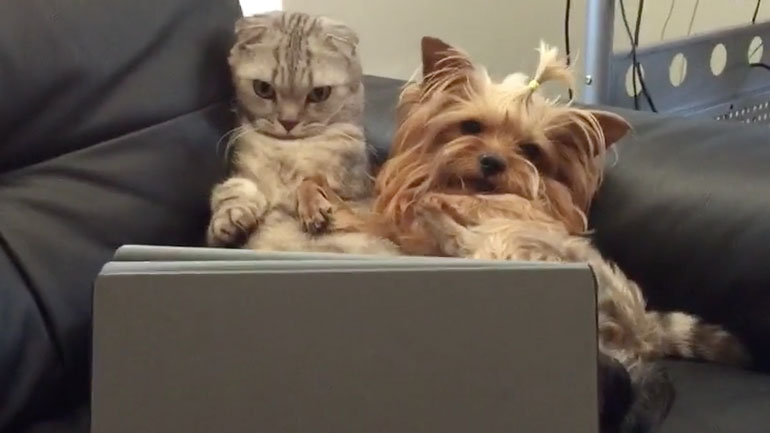 Σκύλος και γάτα παρακολουθούν Netflix στο tablet 