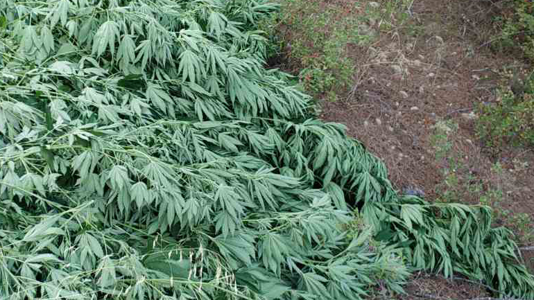 Εικόνες από τη φυτεία κάνναβης που ανακαλύφθηκε σε δασική περιοχή της Αττικής