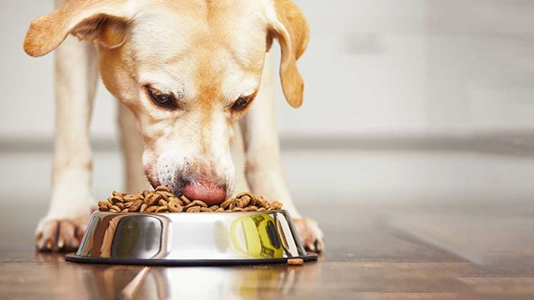 6+1 επικίνδυνες τροφές για τον σκύλο σας