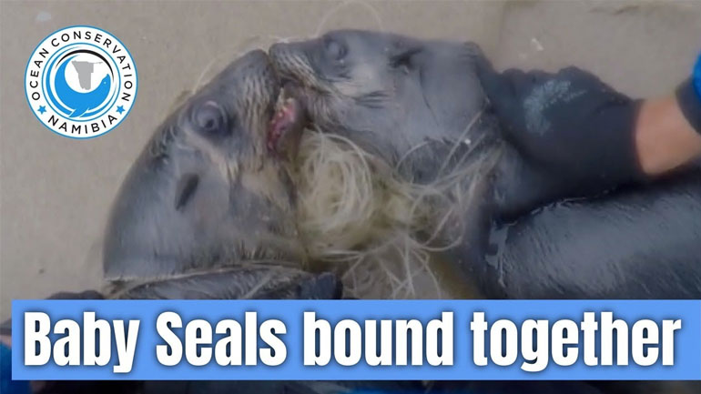 Δύο φώκιες μπλεγμένες σε πετονιά