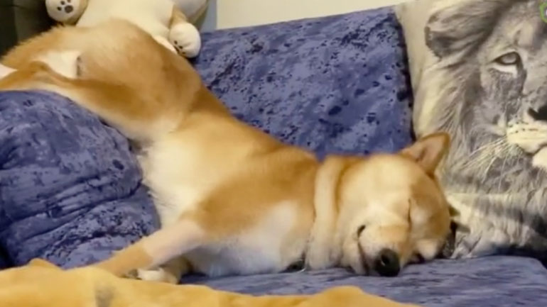 Σκύλος κοιμάται σε μια εντελώς άβολη στάση