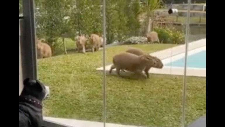 Υδρόχοιροι «σουλατσάρουν» σε αυλή σπιτιού