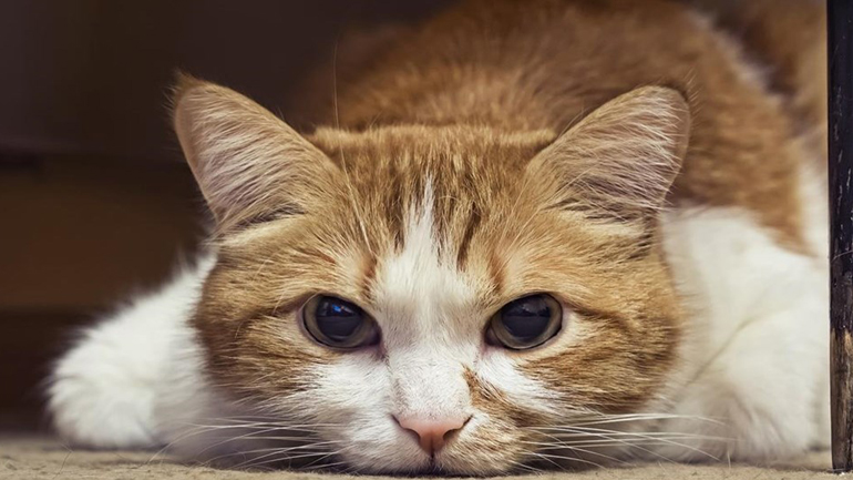 Νέο πρωτοποριακό μεταπτυχιακό από τη Φιλοσοφική Αθηνών για τα δικαιώματα των ζώων