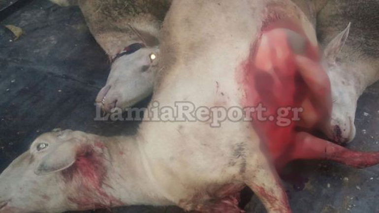 Σπάνια επιδρομή λύκων σε στάνη στη Φθιώτιδα – Νεκρά 4 πρόβατα