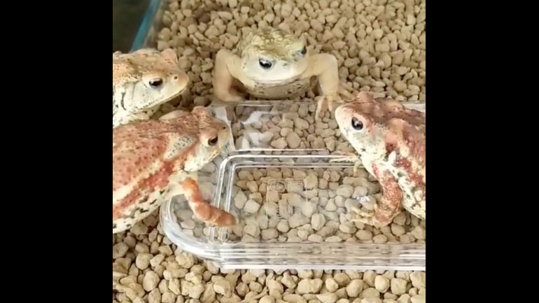 Τέσσερις βάτραχοι και ένα σκουλήκι 