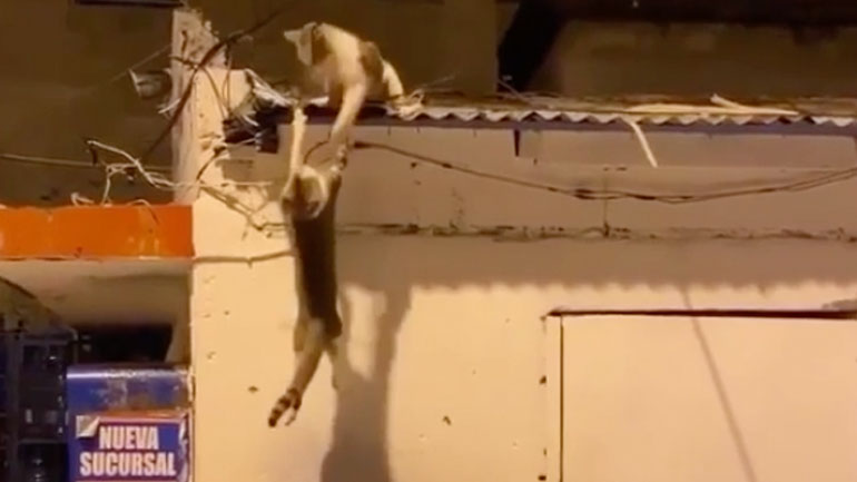 Η σκηνή του «Lion King» με δύο γάτες