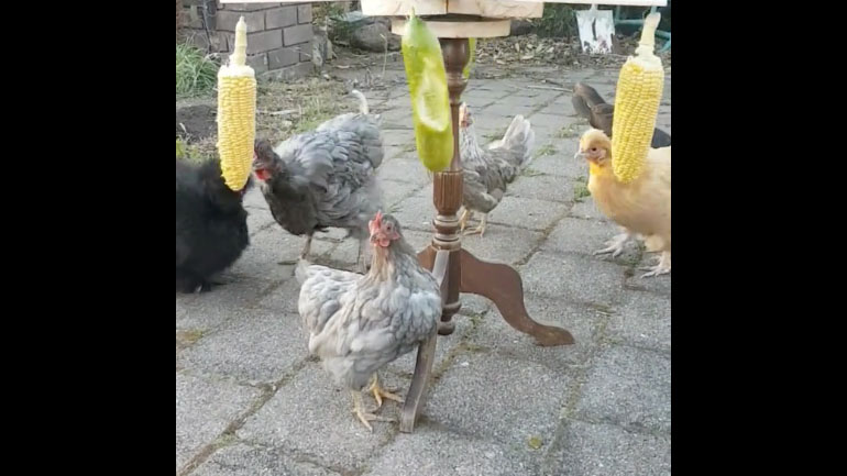 Αυτοσχέδια ταΐστρα για κότες