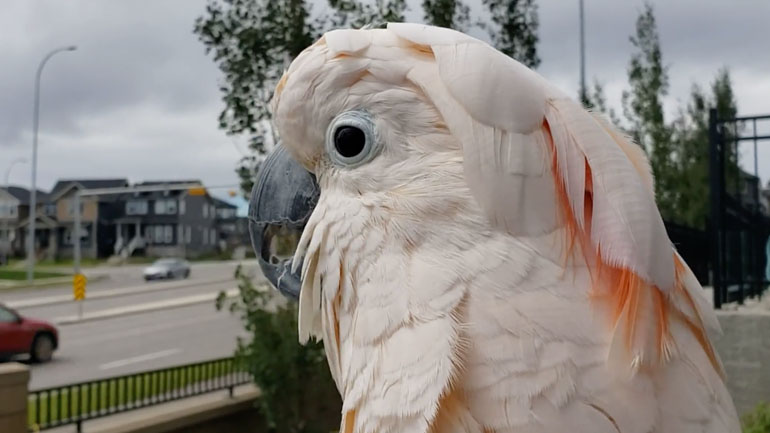 Παπαγάλος κάνει την κότα