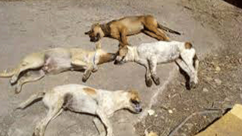 Θεσσαλονίκη: Μαζικές θανατώσεις ζώων από φόλες στα Διαβατά