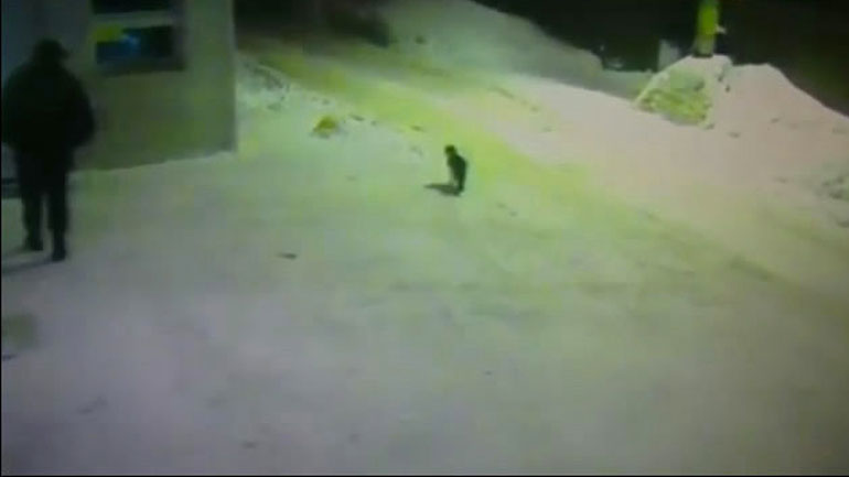 Μια γάτα ζητάει οδηγίες από έναν άνδρα