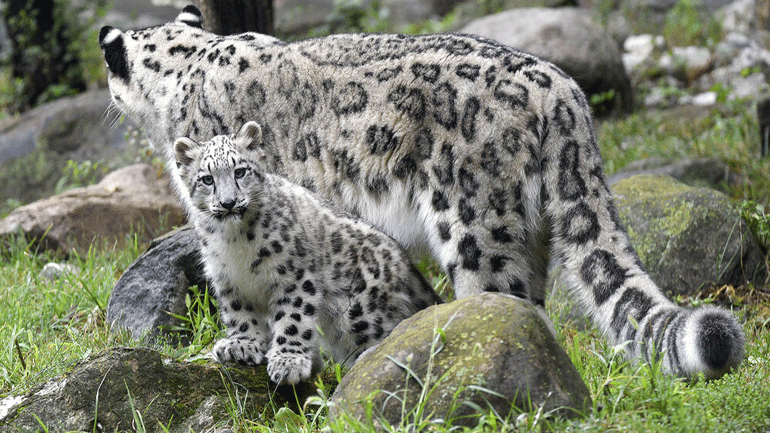 WWF: Τα δύο τρίτα της άγριας πανίδας εξαφανίστηκαν σε λιγότερο από 50 χρόνια