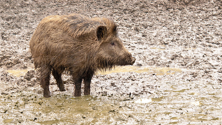 Η Γερμανία κατέγραψε το πρώτο της κρούσμα αφρικανικής πανώλης των χοίρων σε άγριο ζώο