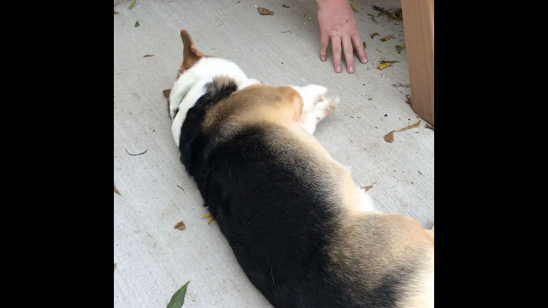 Ένα corgi ζητά χάδια