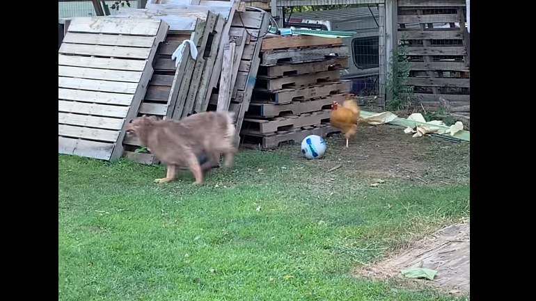 Μια κότα και ένας σκύλος παίζουν μαζί