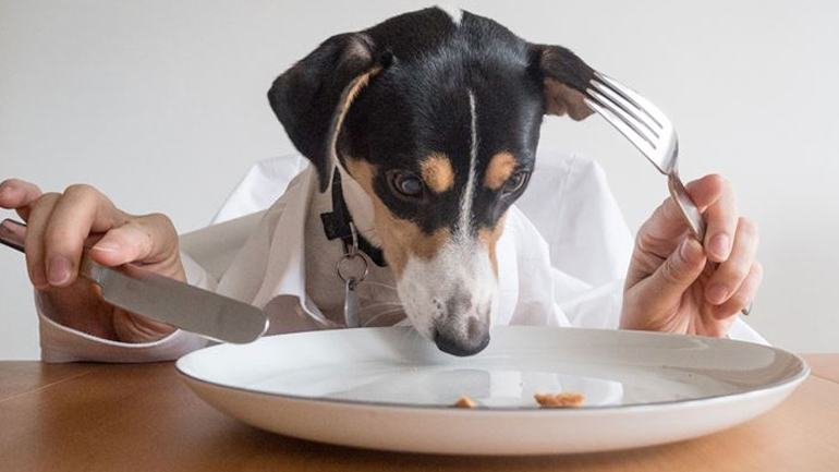 Πώς να επιλέξουμε τις κατάλληλες τροφές για το σκυλί μας
