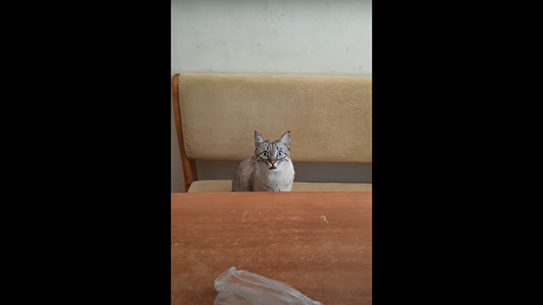 Όταν η γάτα πεινάει…