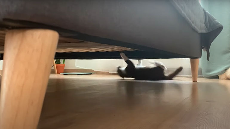 Αν ο Spider-Man είχε γάτα…