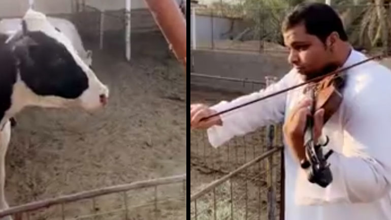 Διάλογος μεταξύ άνδρα και αγελάδας