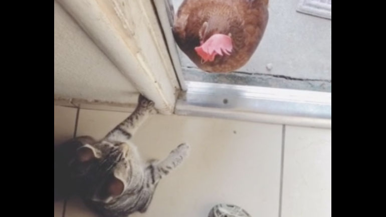 Κότα και γάτα σε αντιπαράθεση